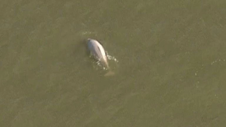 Φάλαινα κόβει… βόλτες στον Τάμεση (βίντεο)